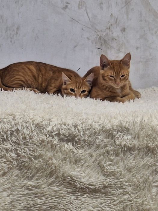 Отдам котиков в хорошие руки