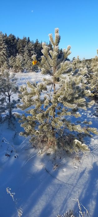 Саженцы, Посадочные материалы