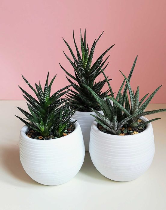 Хавортия, суккулент