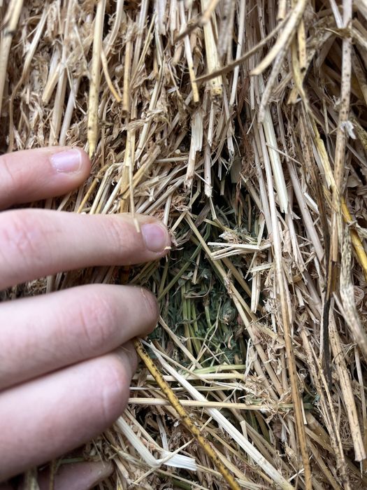 Vând Baloți Rotunzi de Lucernă, Calitate bună