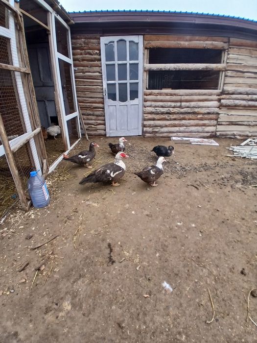 Индоутка сатамын.