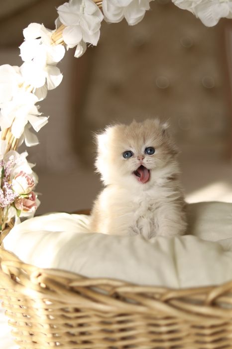 Котенок Золотая Шиншилла