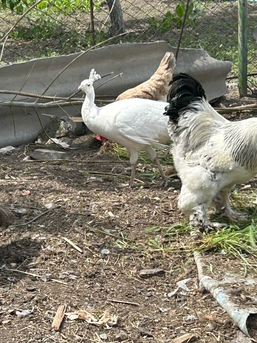 Ақ павлин сатылады