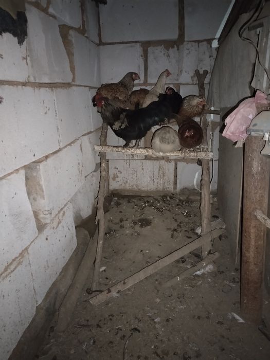 Продам домашних курей