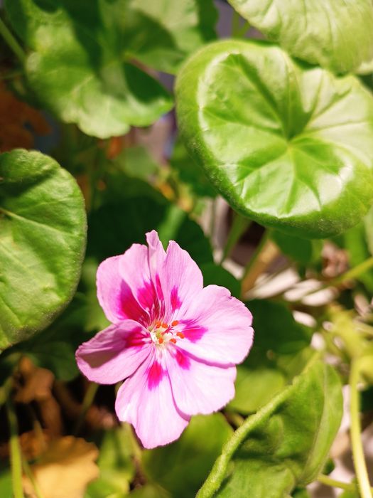 Продам герань, разноцветную