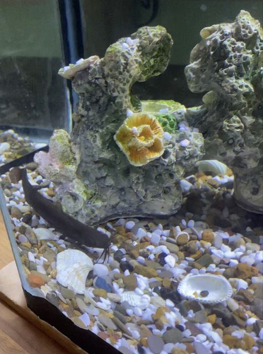 продается сомик аквариумный