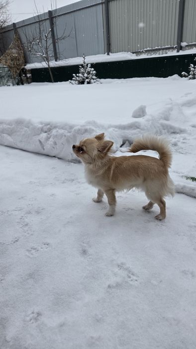 Продам щинка Чихуахуа