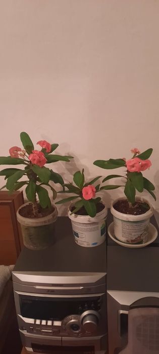 Продам комнатные цветы