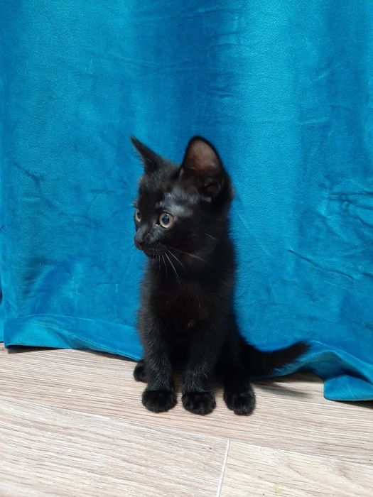Котята отдам даром