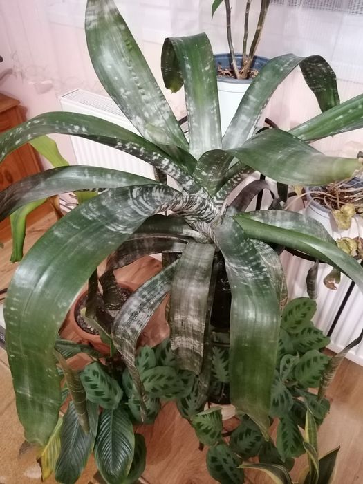 Стайни, саксийни цветя