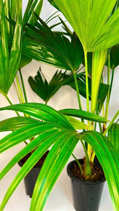 Пальма Вашингтония 80-85см