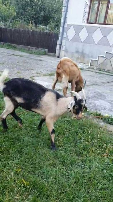Țapi de vânzare, vârstă 8 luni