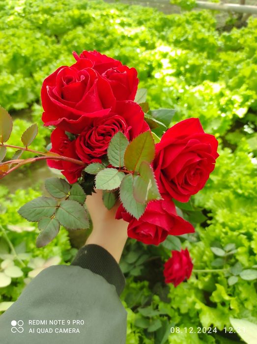 Роза атиргул atirgul koʻchatlari