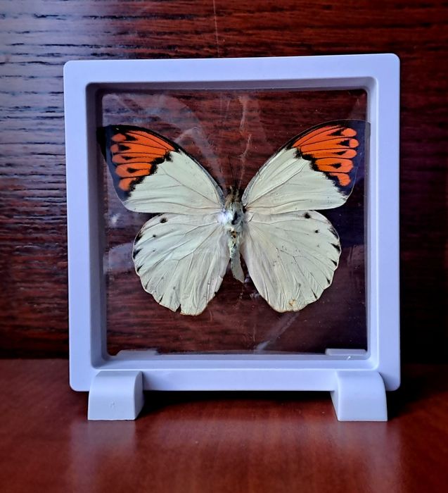 Настоящая бабочка в рамке.