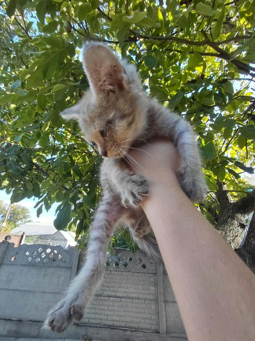 Котята ищут дом, мальчик и девочка