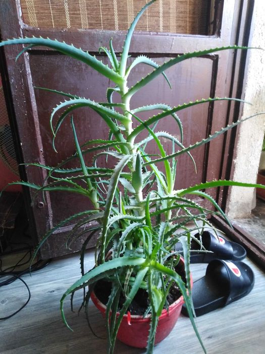 Алое Вера в саксия