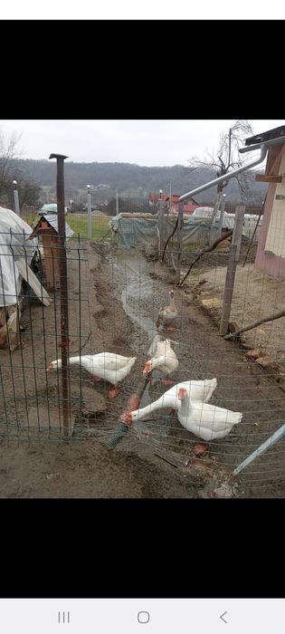 Vând gâște si gaini