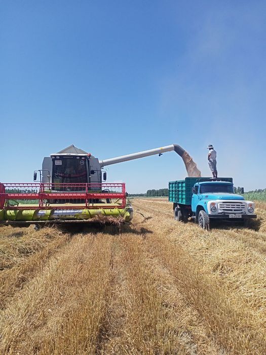 Zil uzi ağdaradigan