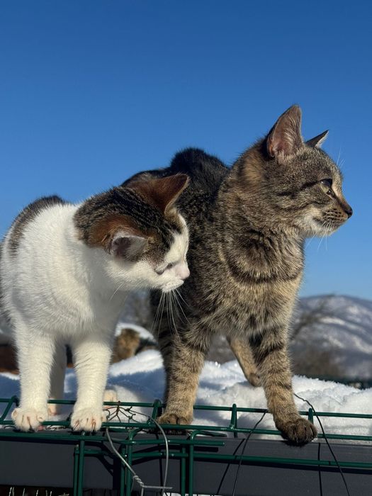 Pui pisica 4 luni spre adopție