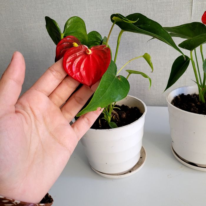 Продам мужское счастье