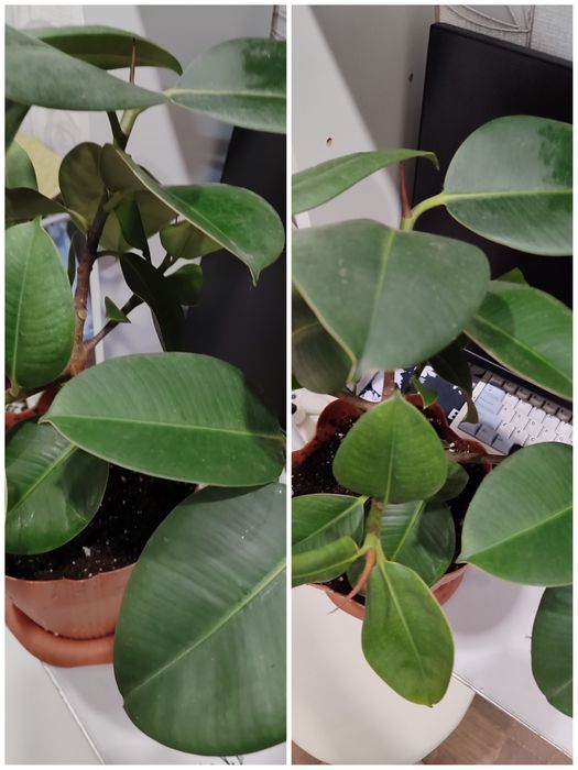 Цветы цветы цветы