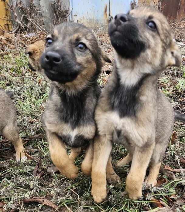 Очаровательные щенят ищут дом