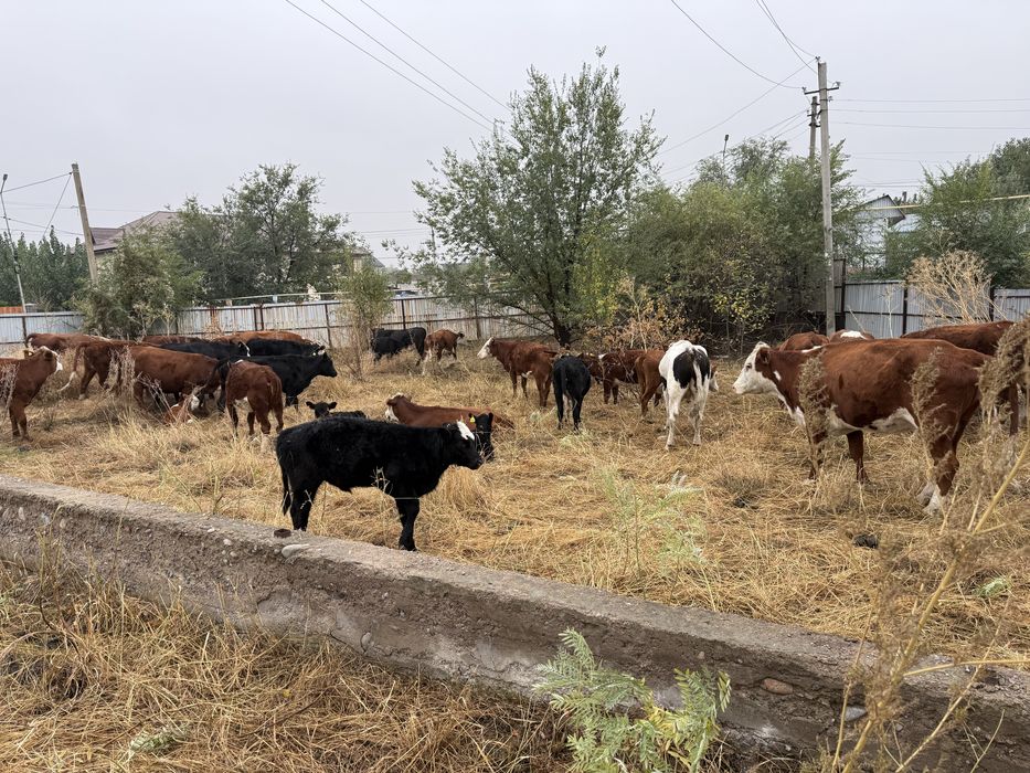 продам коровы сиырлар