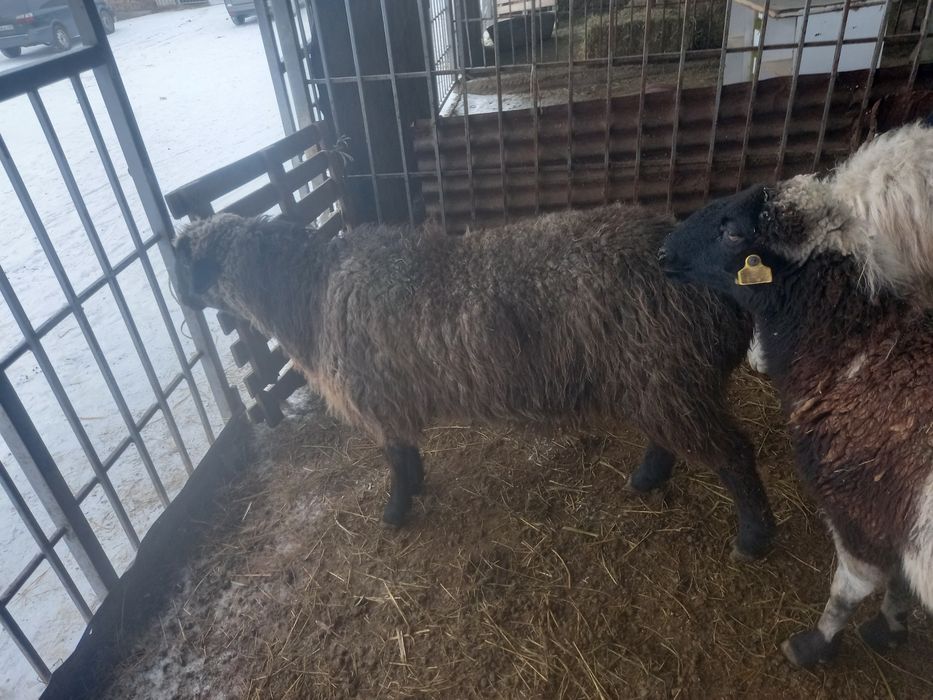 Бараны оптом и в розницу на выбор