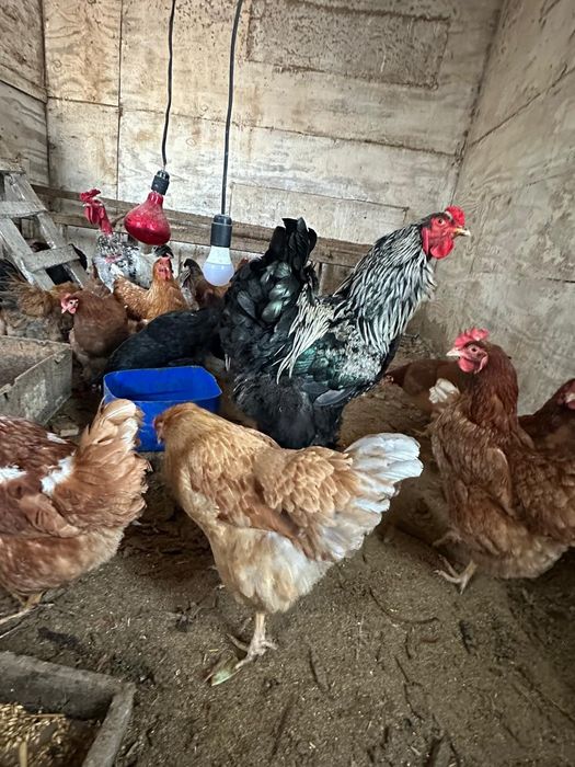 Продам домашних цыплят