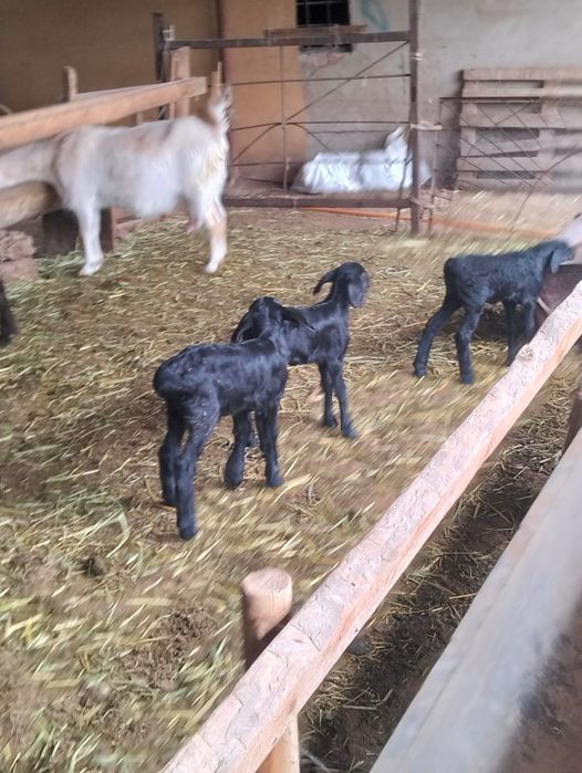 Козылы койлар сатылады