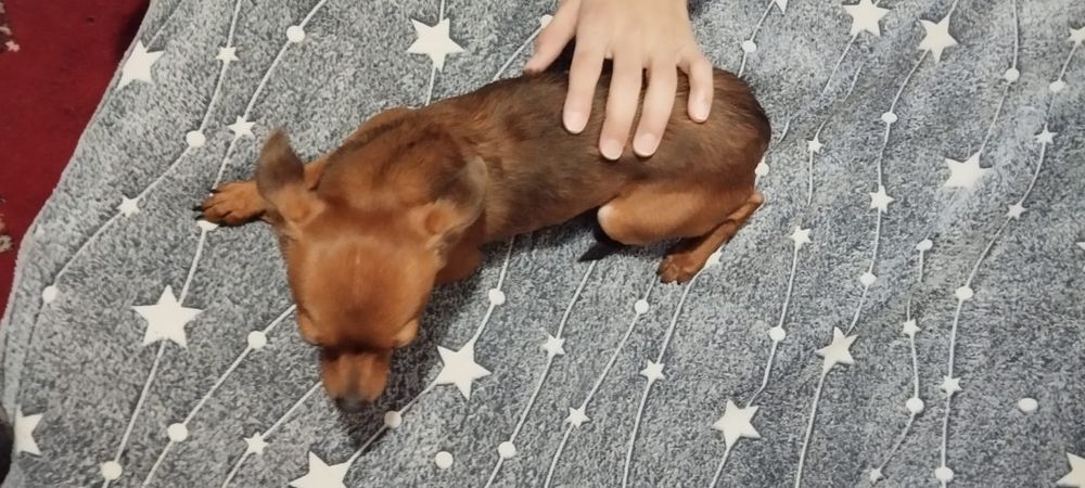 Продам Русский той