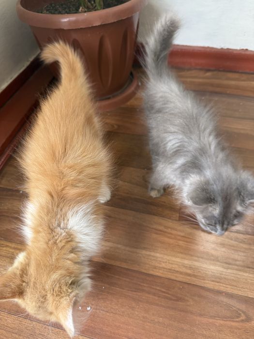 Котенок ……………………..