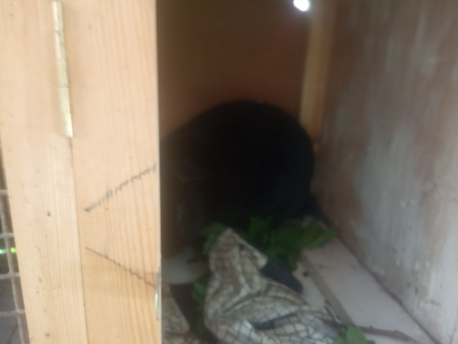 Quyonlar va qafas sotiladi.