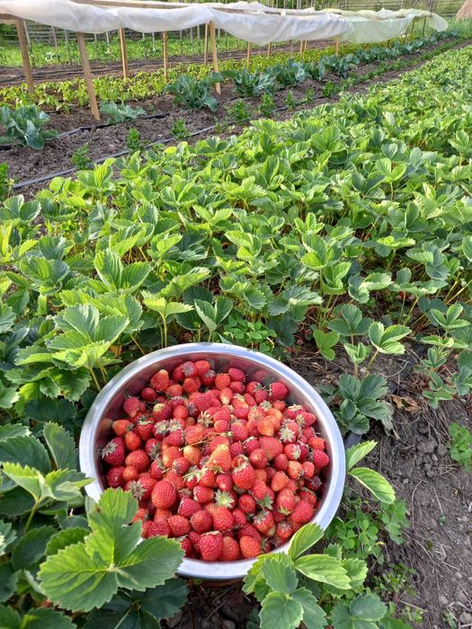 Vând stoloni/rasad căpșune Soi Remontant Albinon care fac rod tot anul