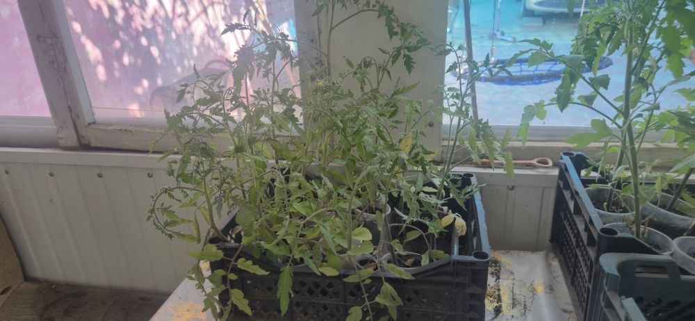 Продам рассаду закаленную помидоры