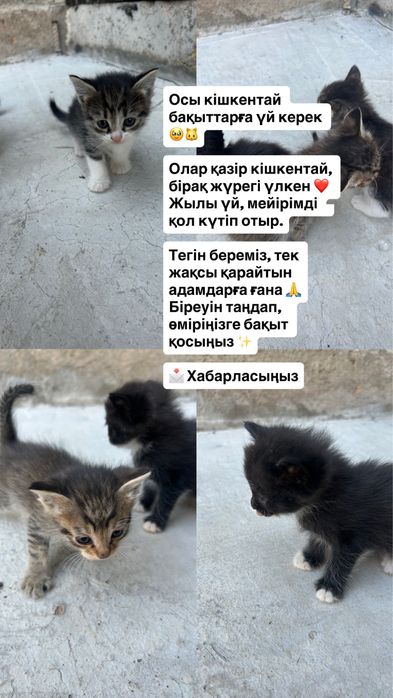 Мысыктар тегін-бесплатно