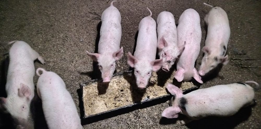 " Продам поросят"