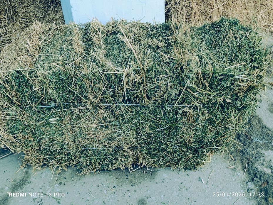 Beda pres  bor Sirdaryo dan