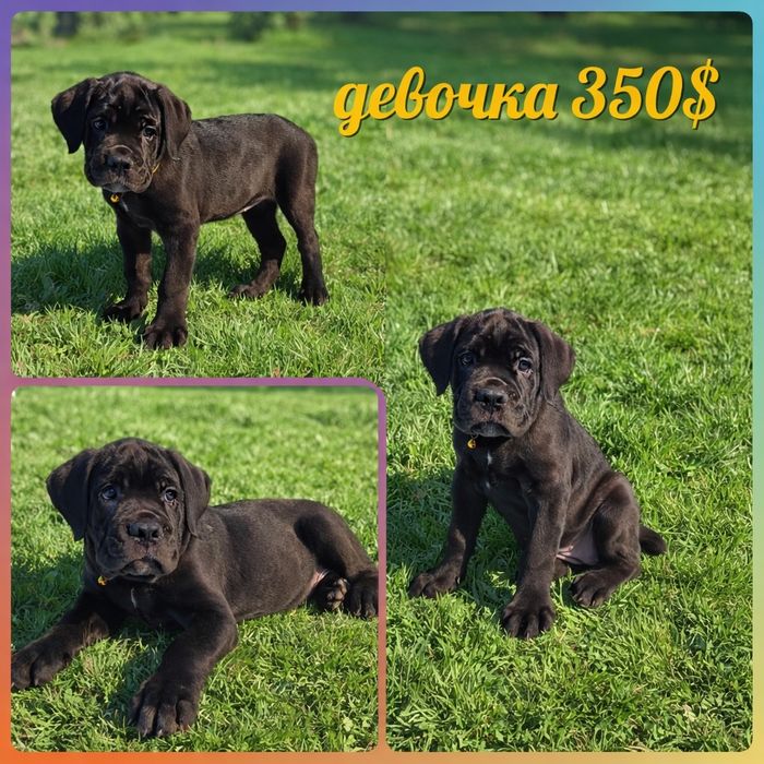 Продаются щенки Кане Корсо