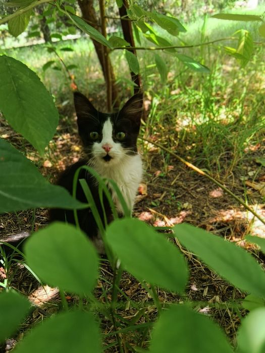 Отдам милых котят в добрые и хорошие руки.