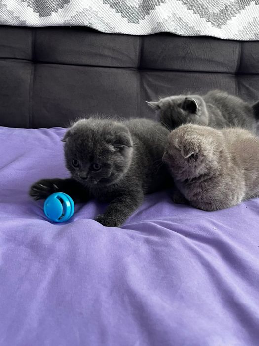 Продам милых котят