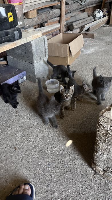 Котенок/Кошки Сиамские