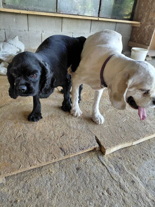 Американски кокер