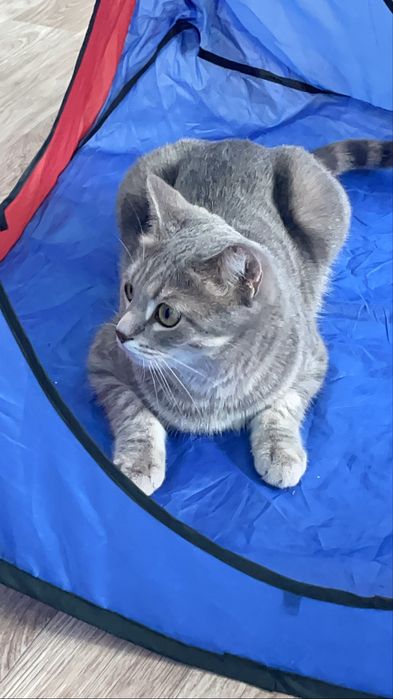 Кот мальчик имя томас возраст 5 лет