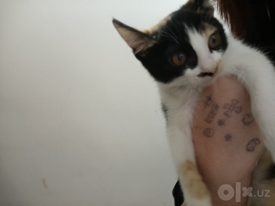 Котенок 2-3 месяца девочка