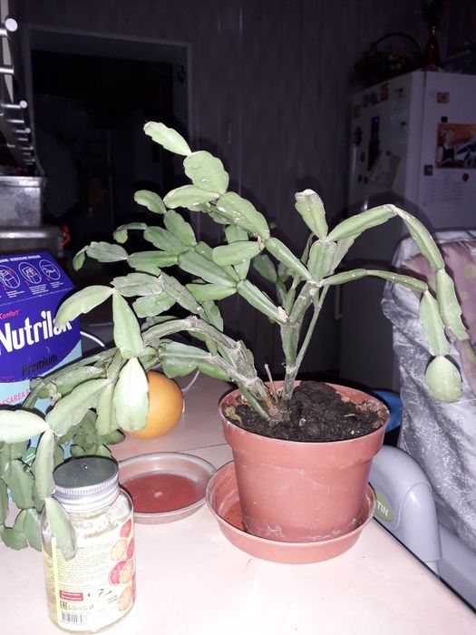 Продам цветок декабрист