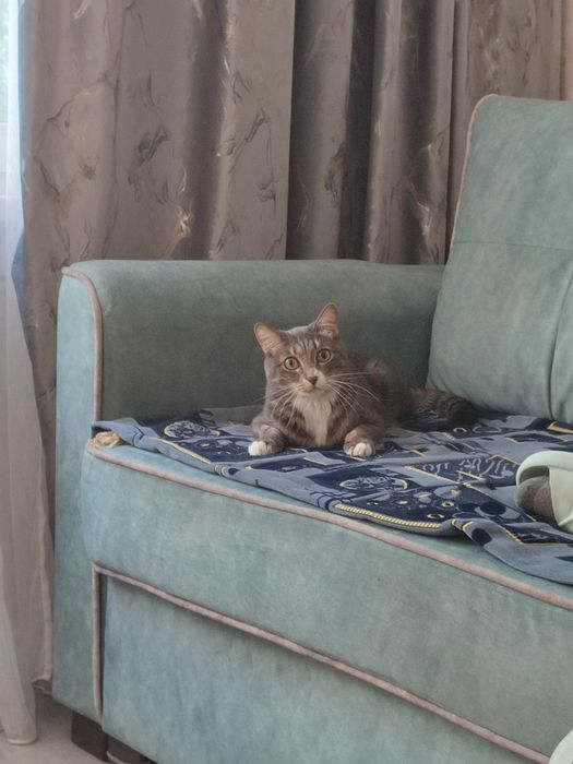 Передержка животных