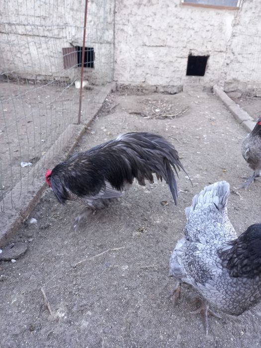 Oua incubat australorp