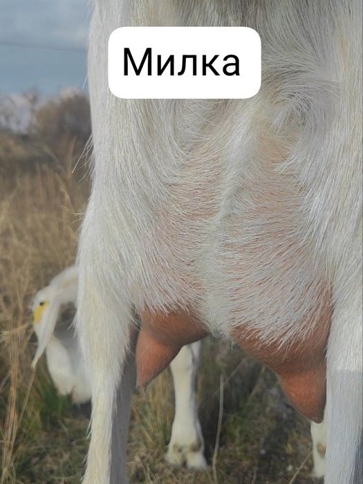 Козы дойные покрытые