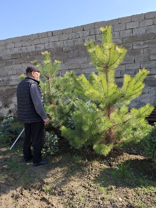 Goluboy Gel  ko'k archa ko‘chati sotiladi